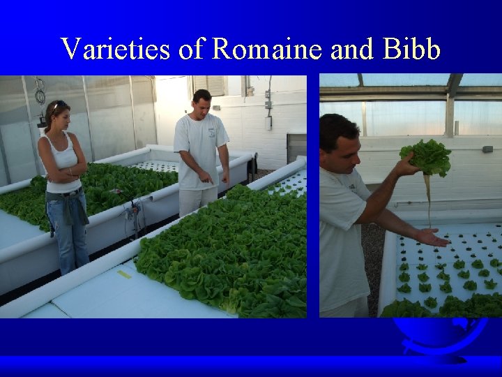 Varieties of Romaine and Bibb 