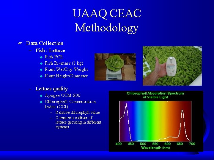 UAAQ CEAC Methodology F Data Collection – Fish : Lettuce u u Fish FCR