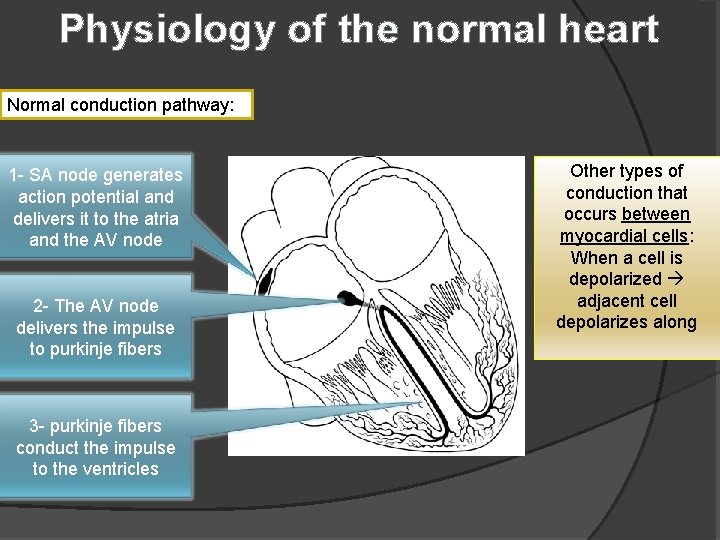 Physiology of the normal heart Normal conduction pathway: 1 - SA node generates action