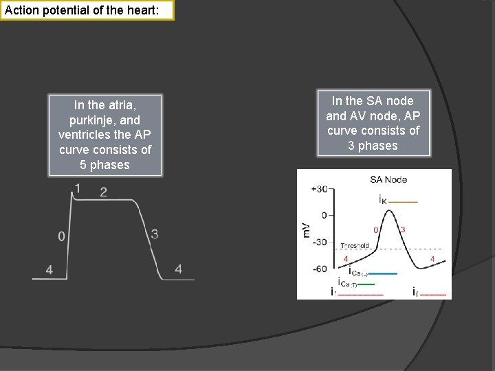 Action potential of the heart: In the atria, purkinje, and ventricles the AP curve