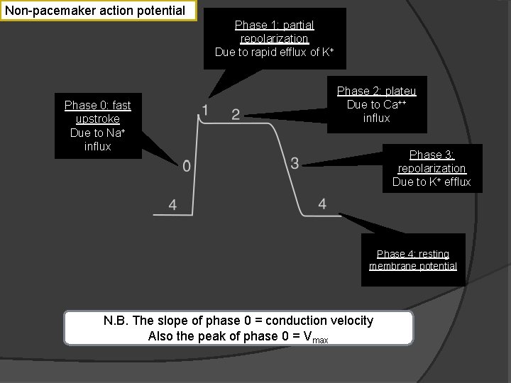 Non-pacemaker action potential Phase 1: partial repolarization Due to rapid efflux of K+ Phase