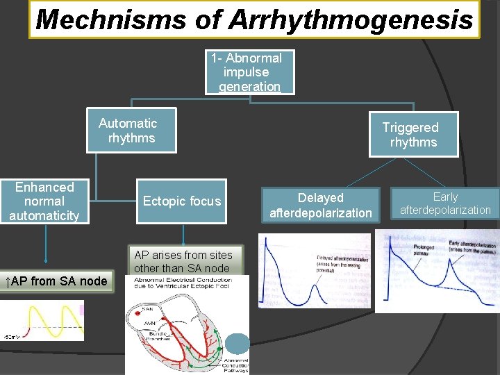 Mechnisms of Arrhythmogenesis 1 - Abnormal impulse generation Automatic rhythms Enhanced normal automaticity ↑AP