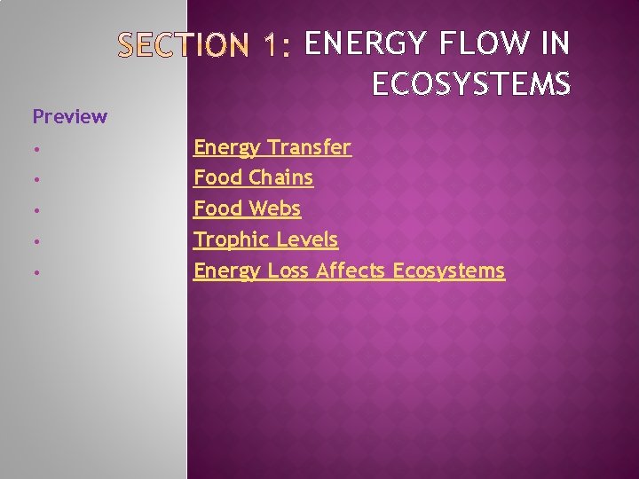 ENERGY FLOW IN ECOSYSTEMS Preview • • • Energy Transfer Food Chains Food Webs