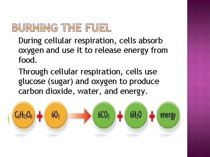 � During cellular respiration, cells absorb oxygen and use it to release energy from