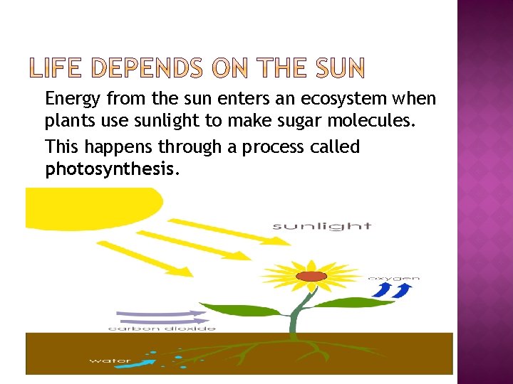 � Energy from the sun enters an ecosystem when plants use sunlight to make