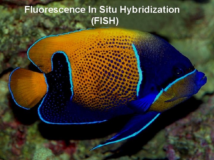 Fluorescence In Situ Hybridization (FISH) 