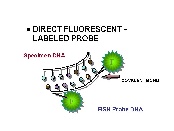  DIRECT FLUORESCENT LABELED PROBE Specimen DNA F T A A T C G