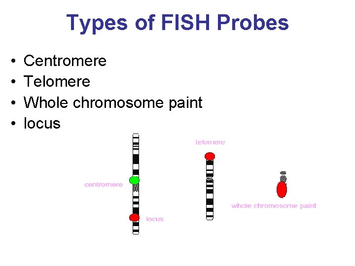 Types of FISH Probes • • Centromere Telomere Whole chromosome paint locus 