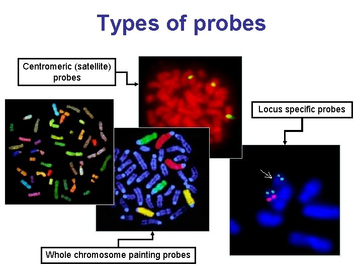 Types of probes Centromeric (satellite) probes Locus specific probes Whole chromosome painting probes 