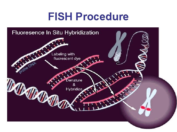 FISH Procedure 