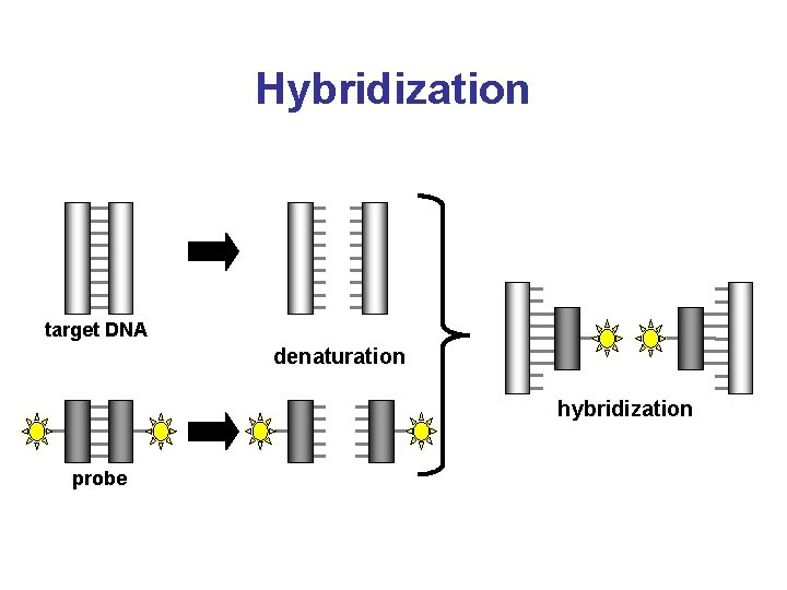 Hybridization target DNA denaturation hybridization probe 