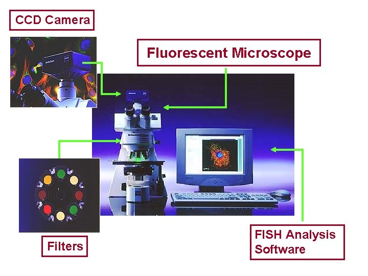 CCD Camera Fluorescent Microscope Filters FISH Analysis Software 