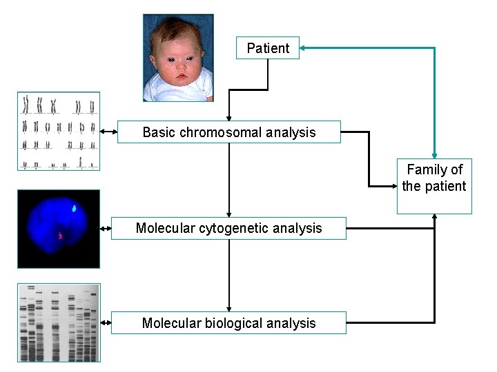 Patient Basic chromosomal analysis Family of the patient Molecular cytogenetic analysis Molecular biological analysis