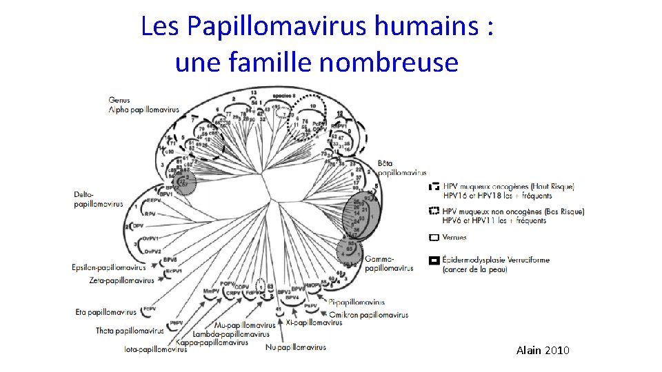 Les Papillomavirus humains : une famille nombreuse Alain 2010 