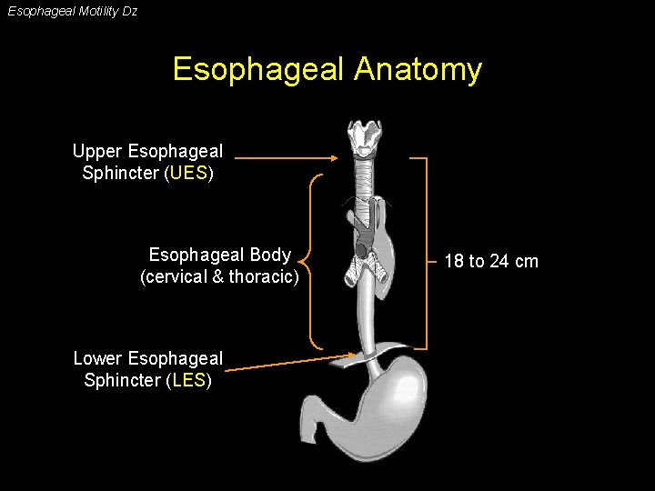 Esophageal Motility Dz Esophageal Anatomy Upper Esophageal Sphincter (UES) Esophageal Body (cervical & thoracic)