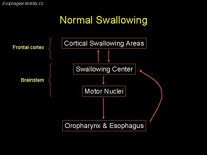 Esophageal Motility Dz Normal Swallowing Frontal cortex Cortical Swallowing Areas Swallowing Center Brainstem Motor