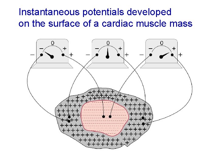 Instantaneous potentials developed on the surface of a cardiac muscle mass 