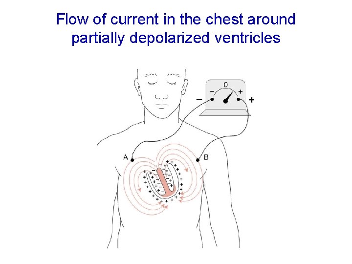 Flow of current in the chest around partially depolarized ventricles 