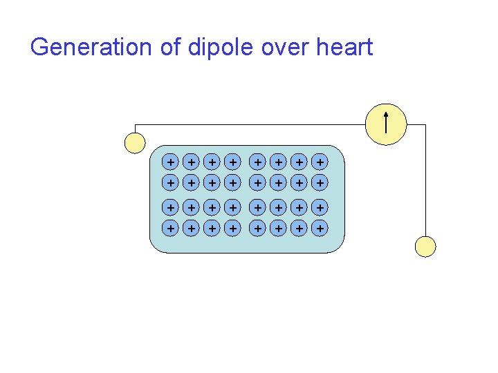 Generation of dipole over heart + + + + + + + + 