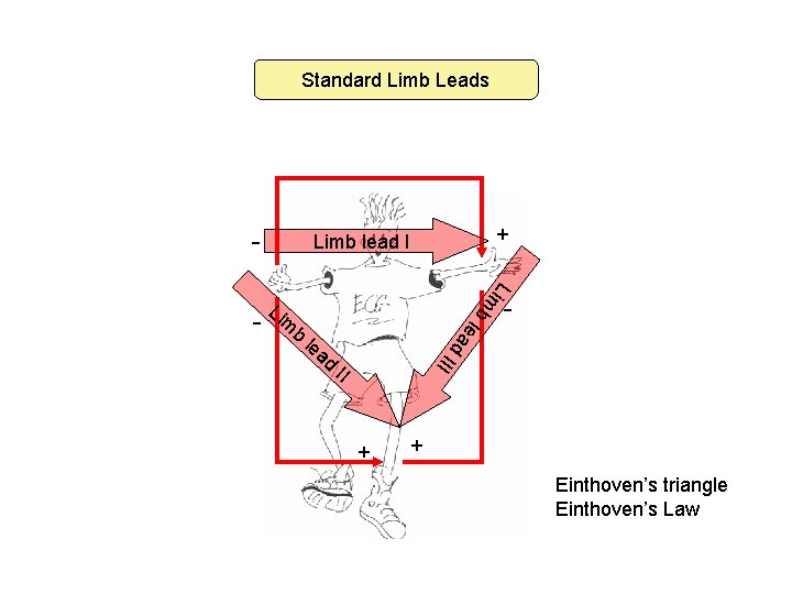 Standard Limb Leads - Lim Li b m b d ad - III le