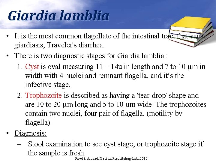 Giardia lamblia • It is the most common flagellate of the intestinal tract that