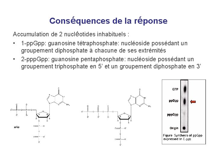 Conséquences de la réponse Accumulation de 2 nucléotides inhabituels : • 1 -pp. Gpp: