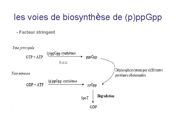 les voies de biosynthèse de (p)pp. Gpp - Facteur stringent Rel. A 