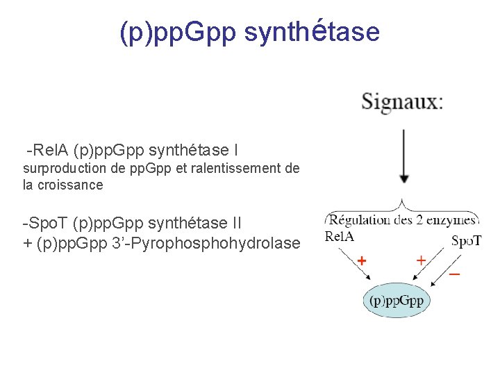 (p)pp. Gpp synthétase -Rel. A (p)pp. Gpp synthétase I surproduction de pp. Gpp et