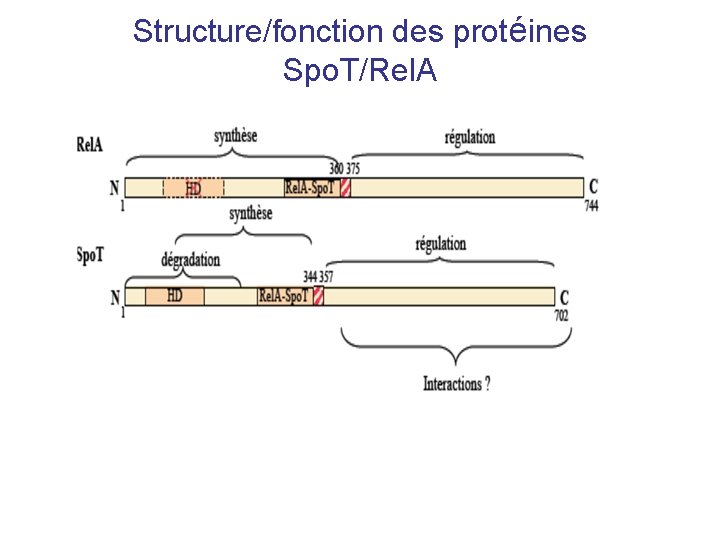 Structure/fonction des protéines Spo. T/Rel. A 