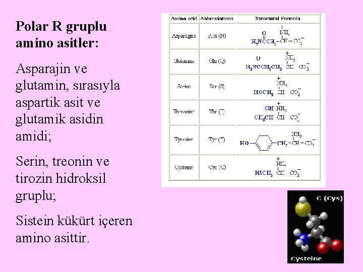 Polar R gruplu amino asitler: Asparajin ve glutamin, sırasıyla aspartik asit ve glutamik asidin