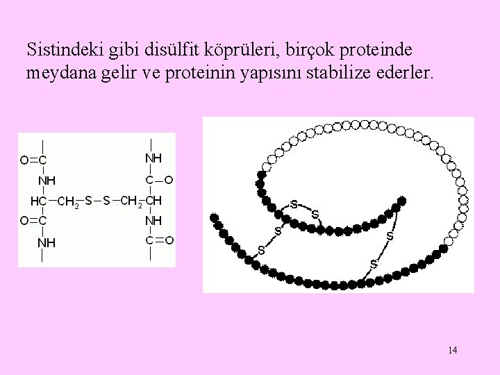 Sistindeki gibi disülfit köprüleri, birçok proteinde meydana gelir ve proteinin yapısını stabilize ederler. 14