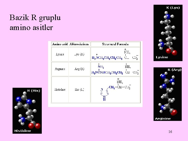 Bazik R gruplu amino asitler 16 