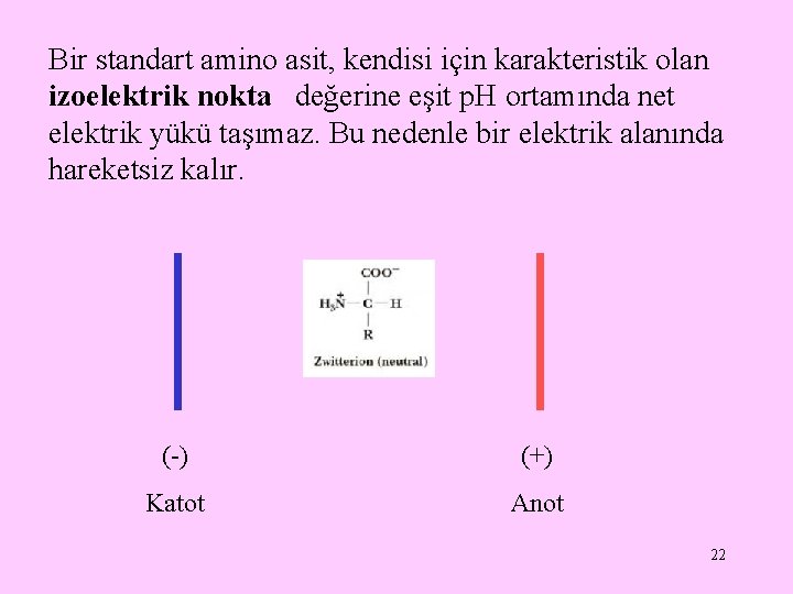 Bir standart amino asit, kendisi için karakteristik olan izoelektrik nokta değerine eşit p. H