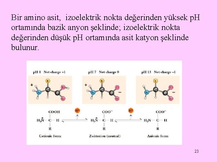 Bir amino asit, izoelektrik nokta değerinden yüksek p. H ortamında bazik anyon şeklinde; izoelektrik