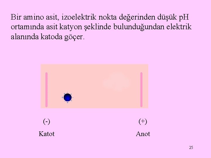 Bir amino asit, izoelektrik nokta değerinden düşük p. H ortamında asit katyon şeklinde bulunduğundan