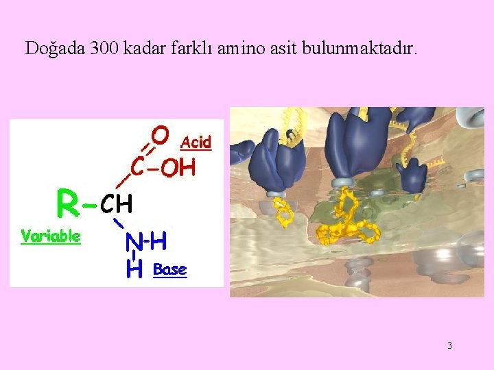 Doğada 300 kadar farklı amino asit bulunmaktadır. 3 