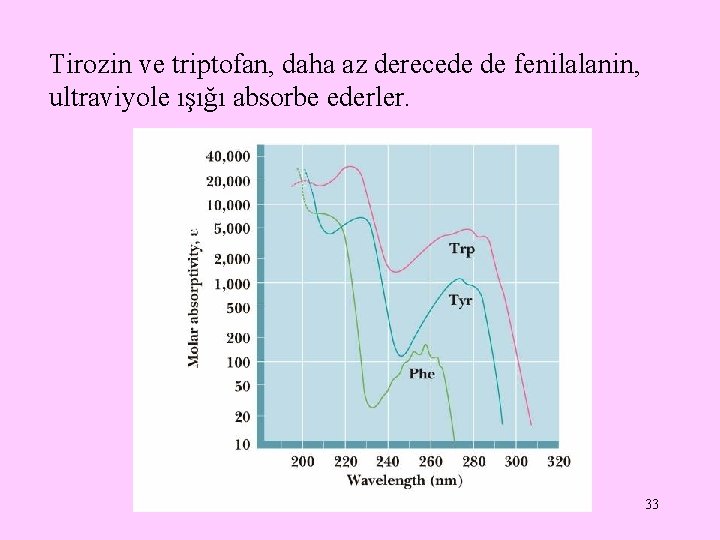 Tirozin ve triptofan, daha az derecede de fenilalanin, ultraviyole ışığı absorbe ederler. 33 