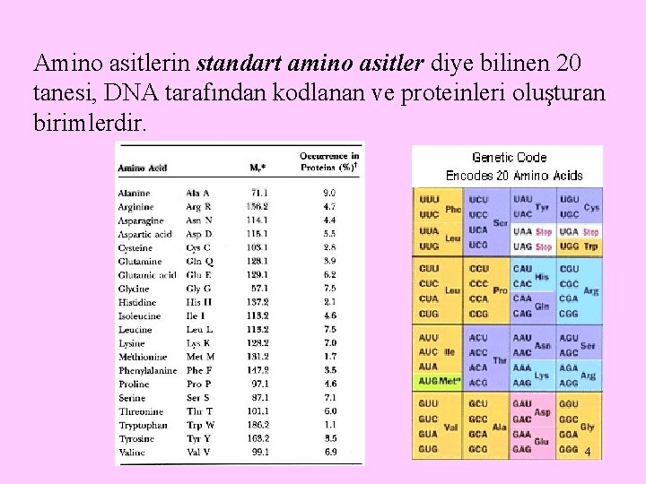 Amino asitlerin standart amino asitler diye bilinen 20 tanesi, DNA tarafından kodlanan ve proteinleri