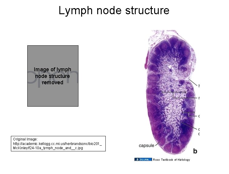 Lymph node structure Image of lymph node structure removed Original Image: http: //academic. kellogg.