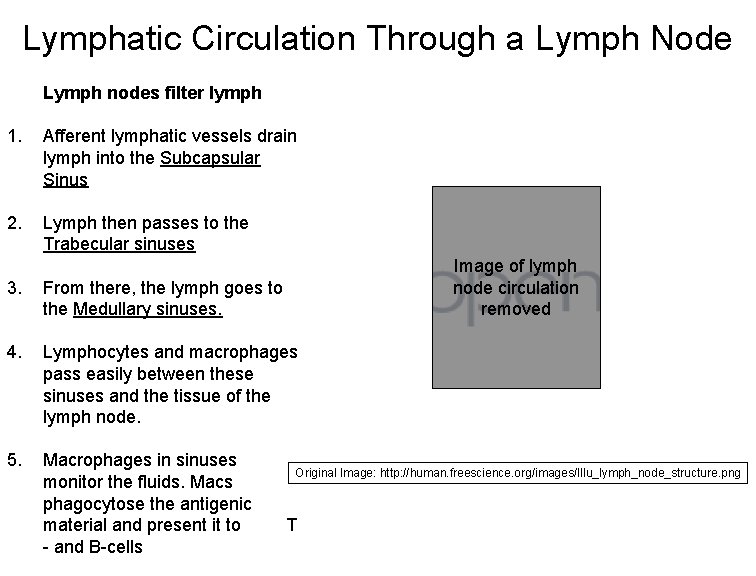 Lymphatic Circulation Through a Lymph Node Lymph nodes filter lymph 1. Afferent lymphatic vessels
