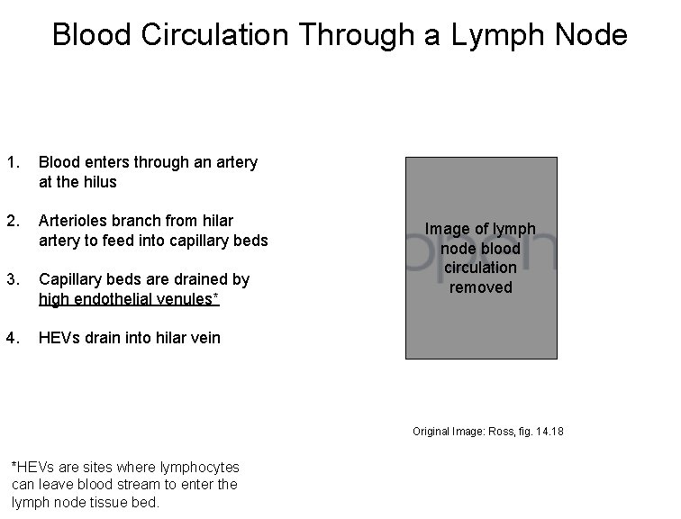 Blood Circulation Through a Lymph Node 1. Blood enters through an artery at the