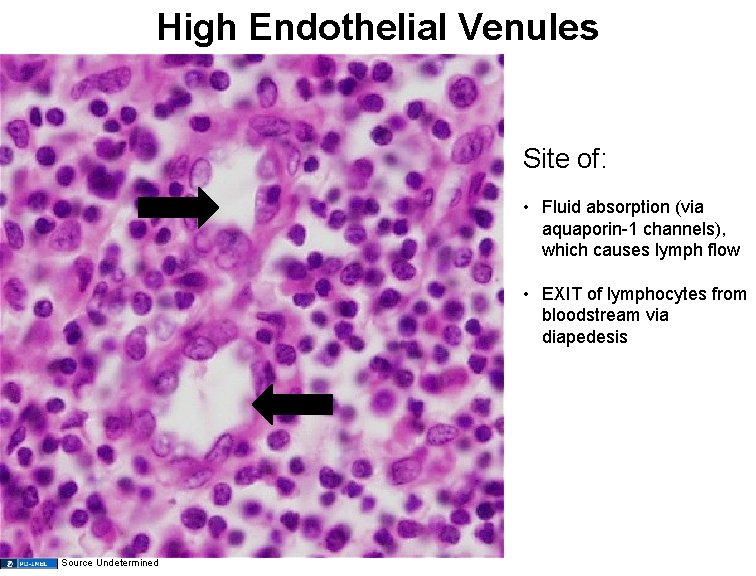 High Endothelial Venules Site of: • Fluid absorption (via aquaporin-1 channels), which causes lymph