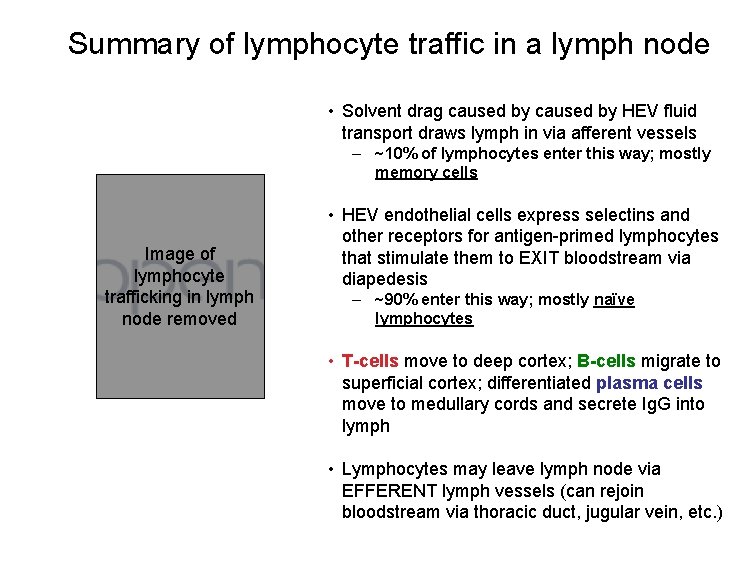 Summary of lymphocyte traffic in a lymph node • Solvent drag caused by HEV