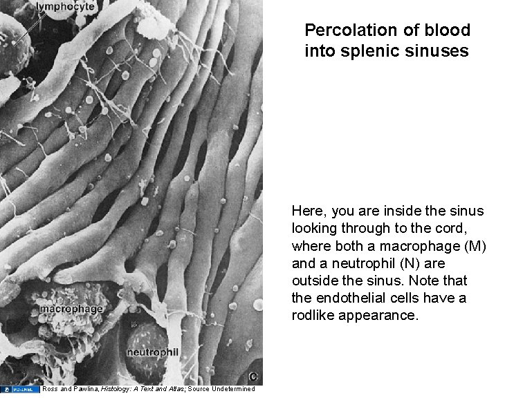 Percolation of blood into splenic sinuses Here, you are inside the sinus looking through