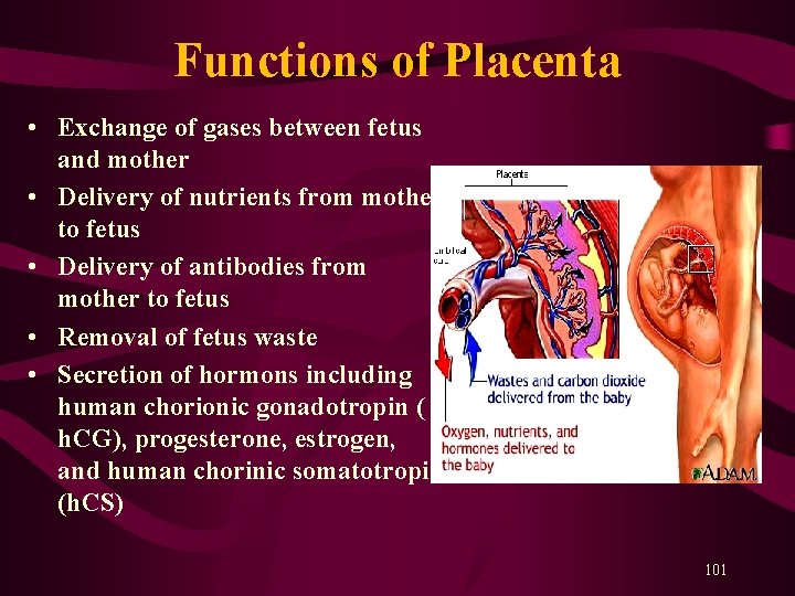 Functions of Placenta • Exchange of gases between fetus and mother • Delivery Functions of Placenta • Exchange of gases between fetus and mother • Delivery