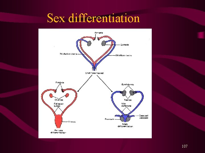 Sex differentiation 107 