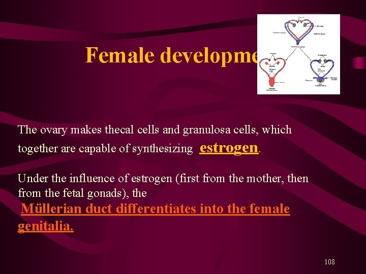  Female development The ovary makes thecal cells and granulosa cells, which together are