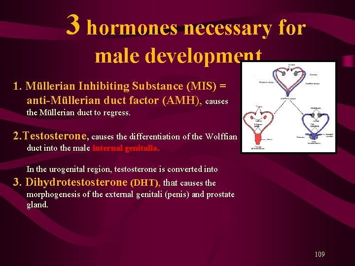 3 hormones necessary for male development 1. Müllerian Inhibiting Substance (MIS) = anti-Müllerian 3 hormones necessary for male development 1. Müllerian Inhibiting Substance (MIS) = anti-Müllerian