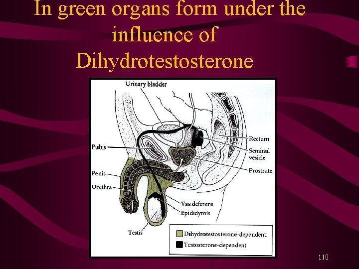  In green organs form under the influence of Dihydrotestosterone 110 