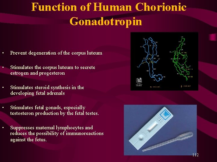 Function of Human Chorionic Gonadotropin • Prevent degeneration of the corpus luteum • Function of Human Chorionic Gonadotropin • Prevent degeneration of the corpus luteum •